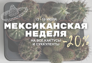 МИНУС 20% НА КАКТУСЫ И СУККУЛЕНТЫ МИНУС 20% НА КАКТУСЫ И СУККУЛЕНТЫ