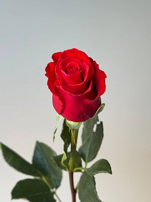 Роза Эквадор 60 см микс