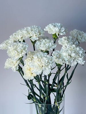 Гвоздика одноголовая белая