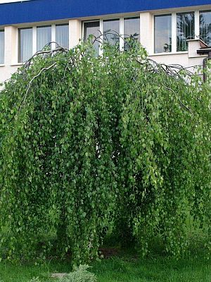 Береза Youngii