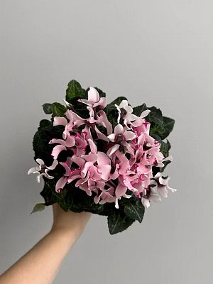 Цикламен Геменг D7см
