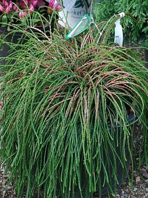 Туя Випкорд (Thuja plicata Whipcord) H20-30