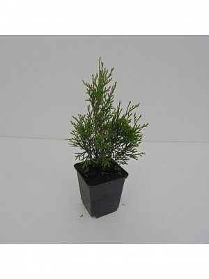 Туя Smaragd D9