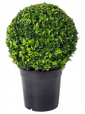 Buxus Bolvorming 40 см