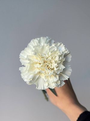 Гвоздика одноголовая белая