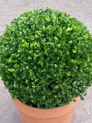 Buxus Bolvorming 32 см