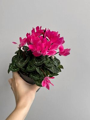 Цикламен Геменг D7см
