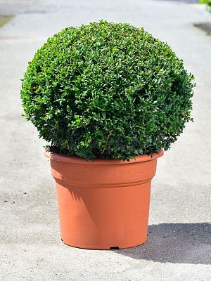 Buxus Bolvorming 24 см