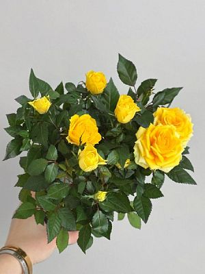 Роза Кордана