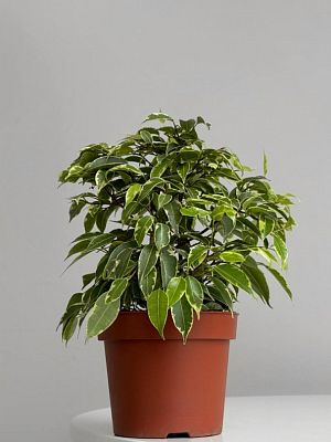Фикус Кинки D12см