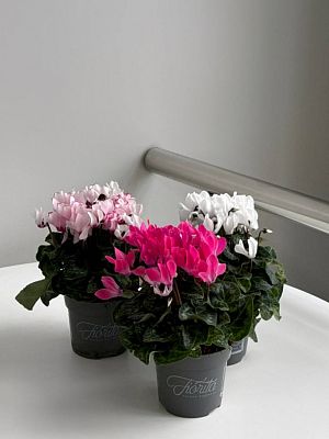 Цикламен Геменг D7см