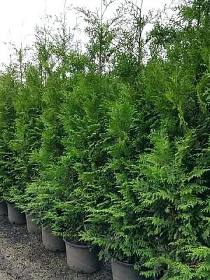 Туя Брабант (thuja occidentalis brabant) H80