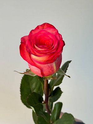 Роза Эквадор 50 см микс