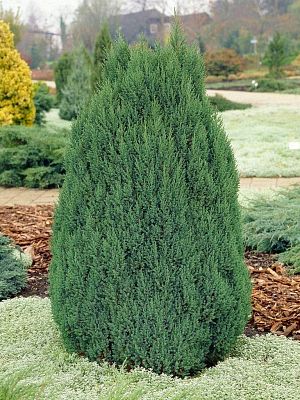 Можжевельник Stricta