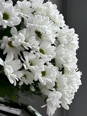 Хризантема кустовая Бакарди белая