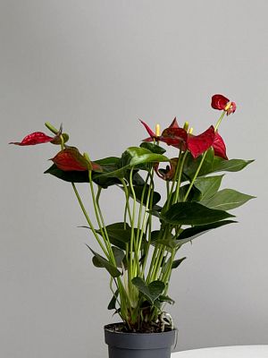 Антуриум Бамбино Ред D14см