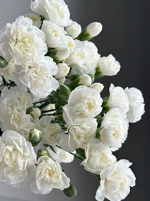 Гвоздика кустовая белая