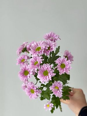 Хризантема Сантини Микс