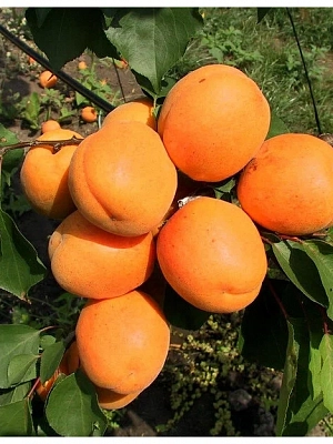 Абрикос Харгранд