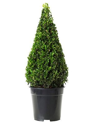 Самшит Buxus Piramiden