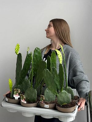 Опунция Коченелиф D14см