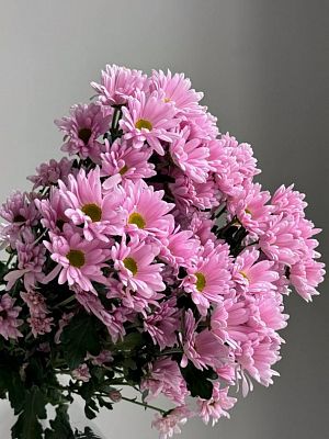 Хризантема кустовая Бакарди розовая