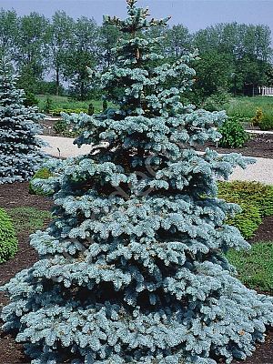 Ель колючая Hoopsii