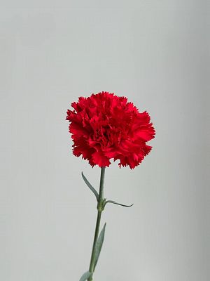 Гвоздика одноголовая красная