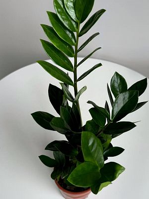 Замиокулькас D14см