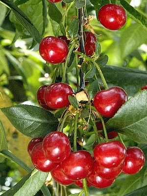 Вишня Багряная