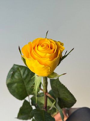 Роза Эквадор 60 см микс