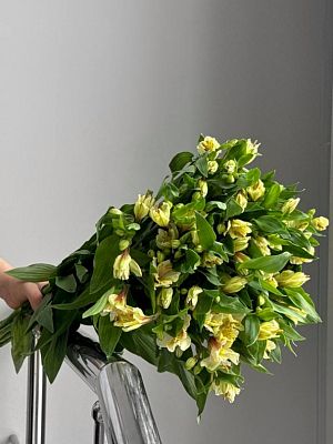 Альстромерия желтая
