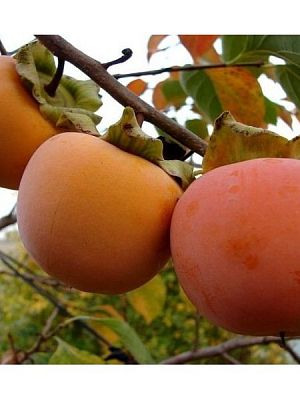 Хурма Никитская бордовая