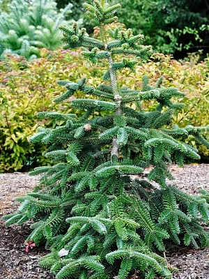 Пихта pinsapo Glauca