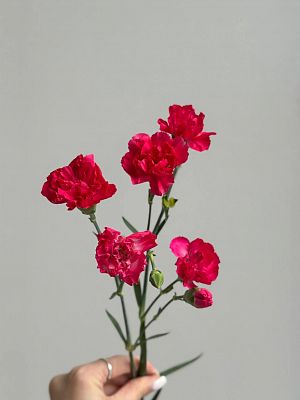 Гвоздика кустовая цветная микс