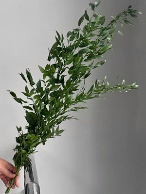 Рускус итальянский
