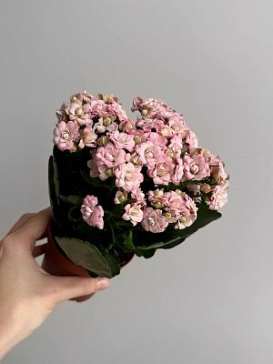 Каланхоэ Каландива D15
