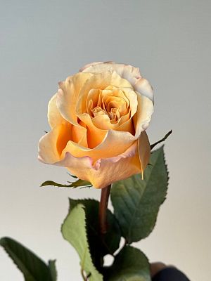 Роза Эквадор 60 см микс
