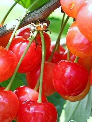 Черешня Юлия