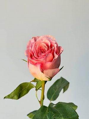 Роза Эквадор 40 см микс