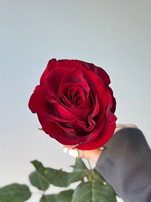 Роза Эквадор 70 см микс