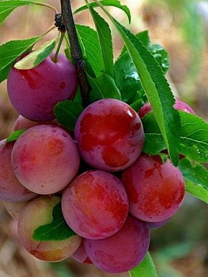 Слива русская (алыча) Кубанская комета