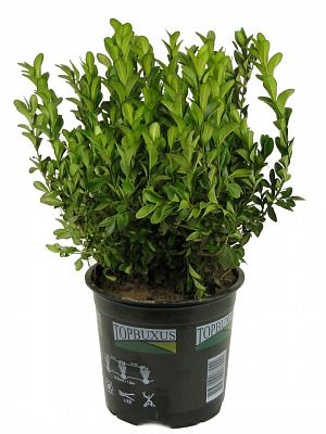 Buxus Bosjes D13
