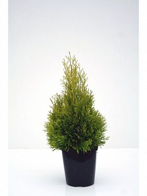 Туя Smaragd Н40/60