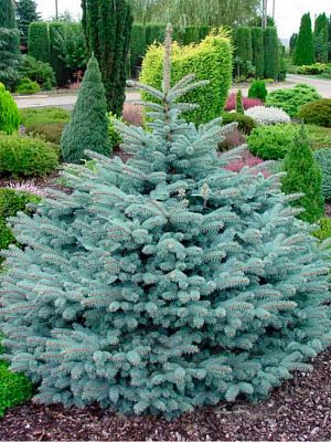 Ель колючая Glauca