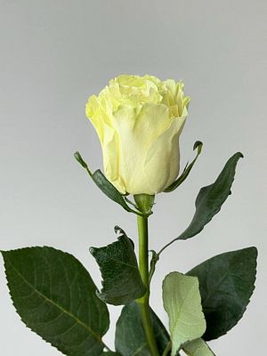 Роза Mondial