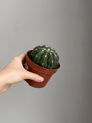 Кактус Геменг D10см