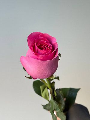 Роза Эквадор 60 см микс