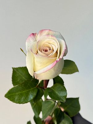 Роза Эквадор 50 см микс