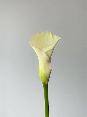 Каллы Микс